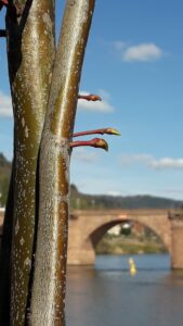 Foto mit Baumstamm im Frühjahr, an dem einzig 3 kleine Triebe nach rechts wachsen - am Neckar mit Brücke